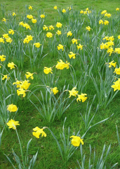 Champs de fleurs jaunes